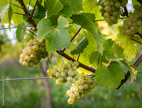 Wallpaper Mural Bunches of white grapes growing on the vines. Torontodigital.ca