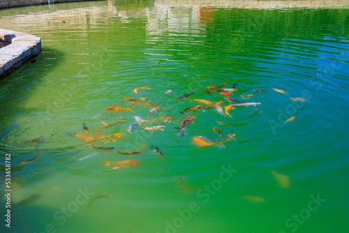 Fish pond, selective focus. Background with copy space © Iurii Gagarin
