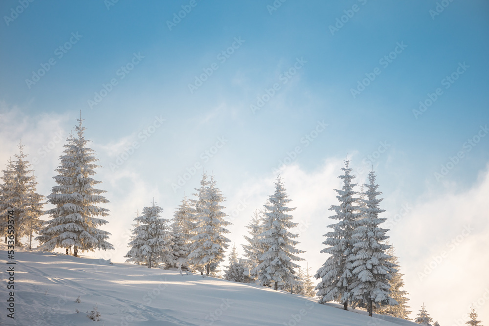 coniferous trees covered with snow during sunset