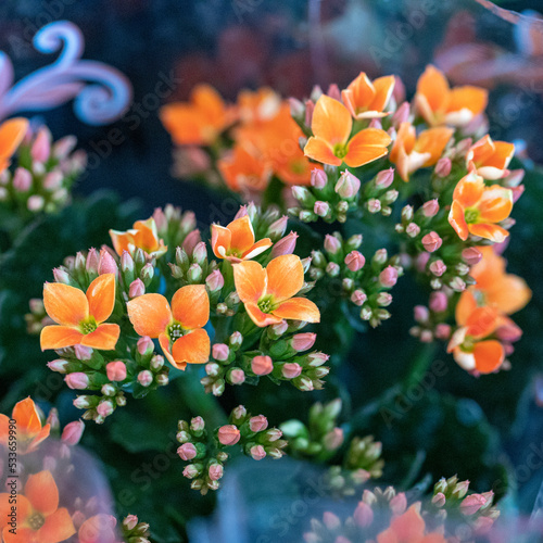 flowers of leaves