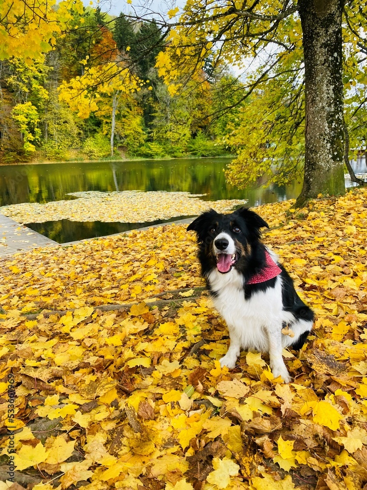 Hund im Herbst