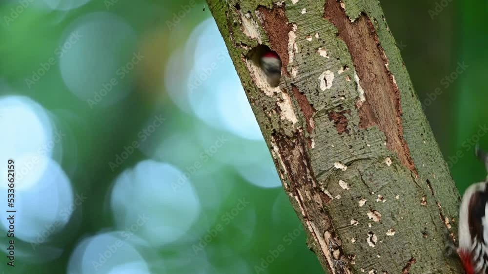 Great spotted woodpecker male feeds its young at the brood cave in a beech tree, june, (dendrocopos major), germany Great spotted woodpecker male feeds its young at the brood cave in a beech tree, june, (dendrocopos major), germany