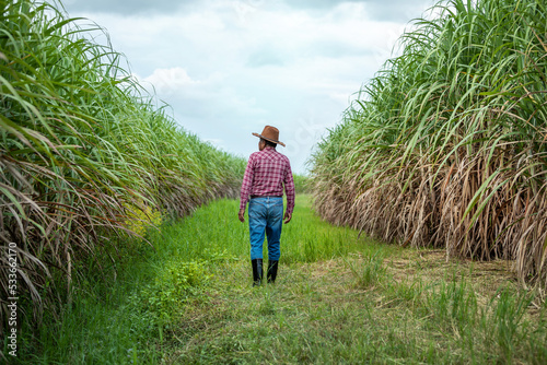 Asian farmer walking to inspect in sugarcane field before harvest. Old man farmer working on sugar cane plantation.