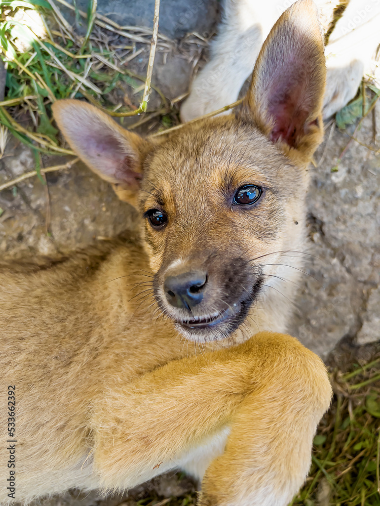 Cute Brown Baby Stray Dog Outdoor Cute Brown Baby Stray Dog Outdoor