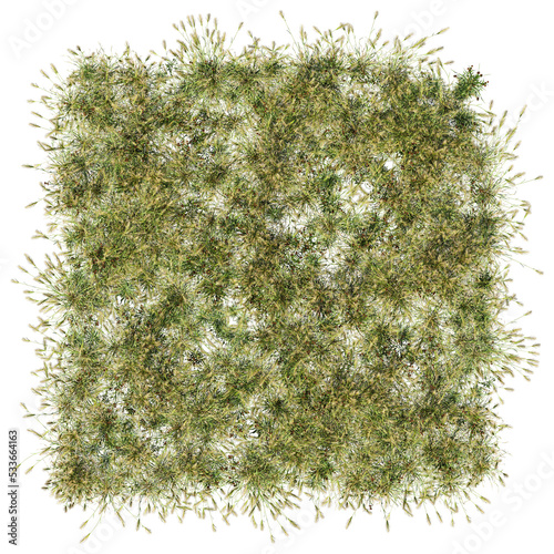 grass patch 8 summer