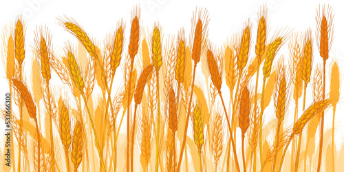 Ears of wheat. Barley cereals harvest, spike, grain, corn, agriculture, organic farming, healthy food symbol. Bakery design element. Vector illustration