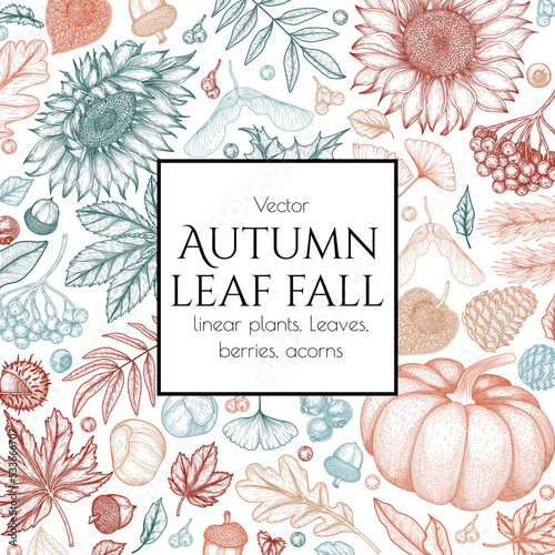 Vector autumn frame in engraving style. Maple leaf, chestnut, rowan, fallen leaves, acorns, physalis, maple seeds, sunflower, pumpkin, ginkgo, spruce, cones
