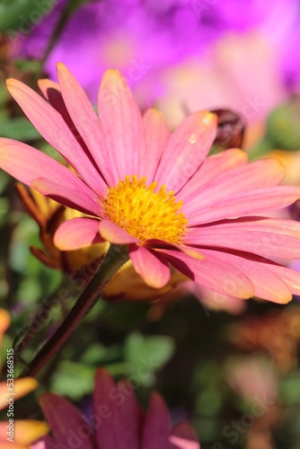 The bright pink and yellow variation of an African Daisy. The flowers from this bush are variegated. This Osteospermum is called Sunny Bella.