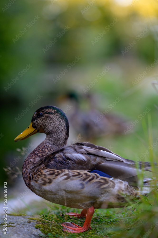 Fototapeta premium duck in the pond