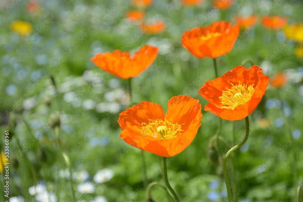 Fototapeta premium ケシの花