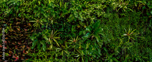 Nature green background, tropical leaf banner or floral forest concept. Herb wall, Plant wall, Natural green wallpaper and background. Nature wall. 