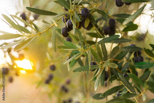 black olives on vnth trees in an olive grove Fototapet