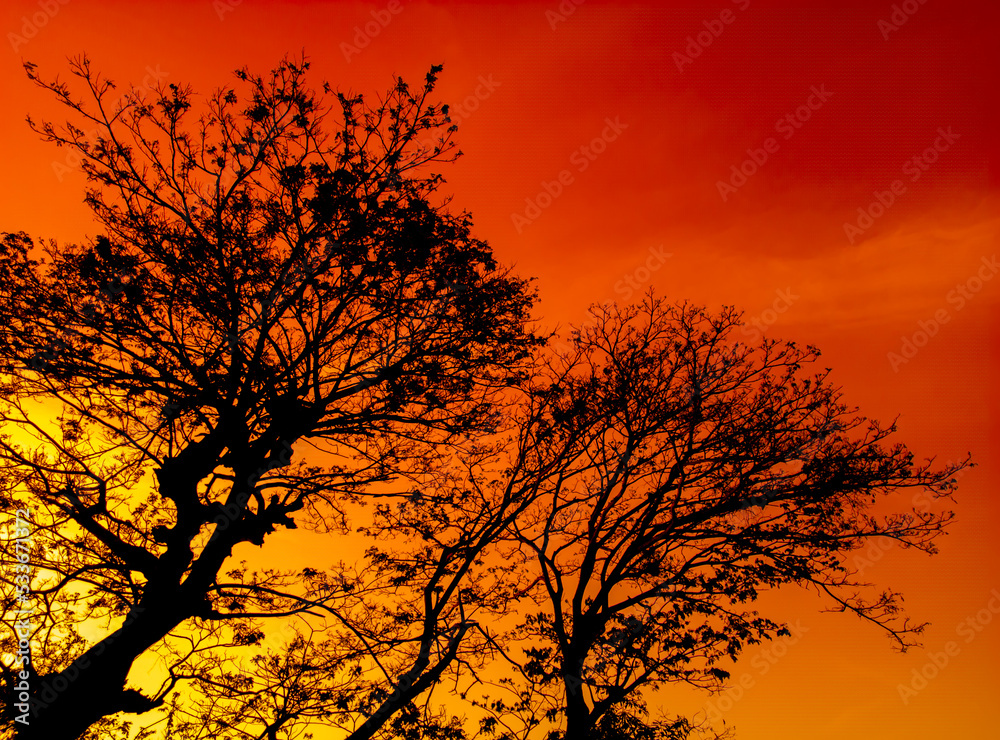 Natural panorama of beautiful orange sky at sunset and tree silhouette. beautiful nature evening sky background Natural panorama of beautiful orange sky at sunset and tree silhouette. beautiful nature evening sky background
