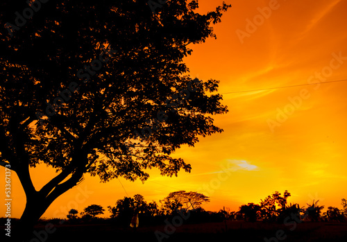Fototapeta Naklejka Na Ścianę i Meble -  Natural panorama of beautiful orange sky at sunset and tree silhouette. beautiful nature evening sky background