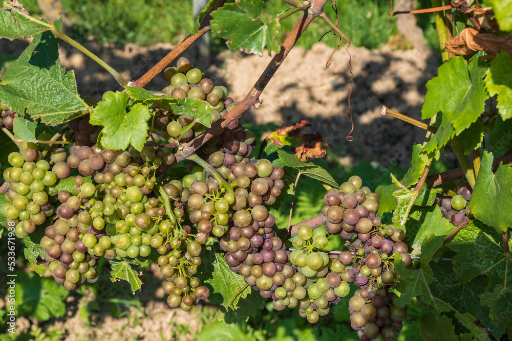 Close-up of ripe grapes on a vine in a vineyard in Rheinhessen/Germany