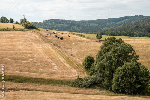A herd of cows on extremely dry mowed agricultural field in Ore Mountains "Erzgebrige", Saxony during drought of Germany 2022. Forest, blue sky summer trip. Cattle grazing on ranch.