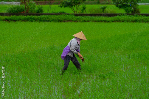 Vietnamese woman working in a rice paddy. Growing rice. Asian agriculture. Traditional work.