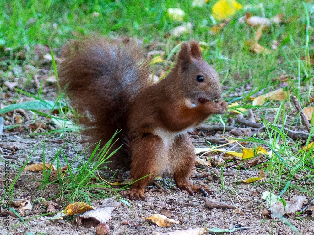 Fototapeta premium wiewiióka