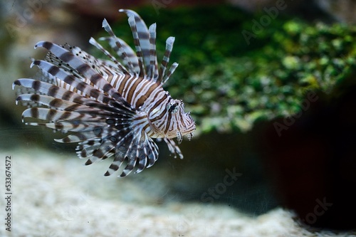 Close up photo of lion fish in the sea