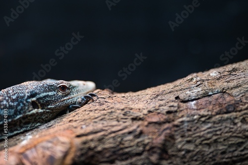 Close up photo of asian water monitor lizard resting and sleeping on tree