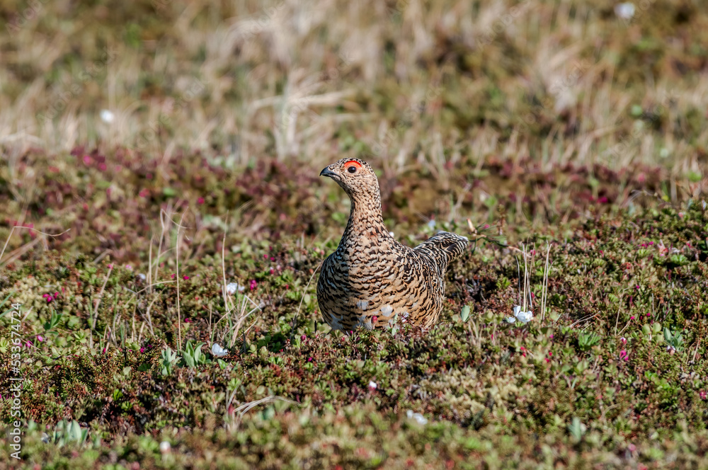 Willow Ptarmigan (Lagopus lagopus) hen in tundra, Barents Sea coastal area Willow Ptarmigan (Lagopus lagopus) hen in tundra, Barents Sea coastal area