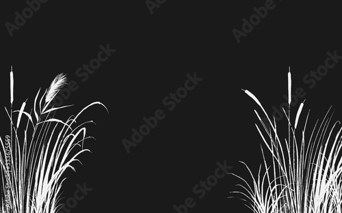 Image of a white reed or bulrush on a black background.Isolated vector drawing.