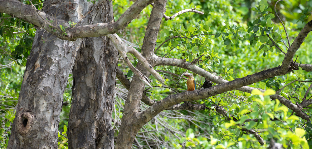 Stork-billed Kingfisher catches a big snakehead fish fly over to the nearby tree branch and ready to swallow. Stork-billed Kingfisher catches a big snakehead fish fly over to the nearby tree branch and ready to swallow.