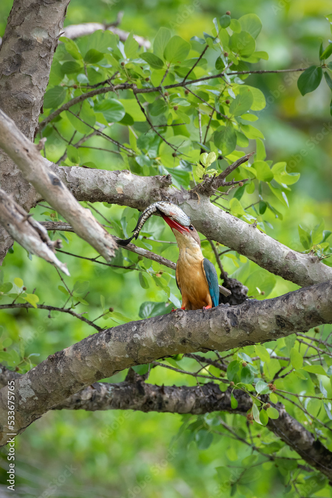 Stork-billed Kingfisher with a fish in its beak, swallowing the fish head first. Stork-billed Kingfisher with a fish in its beak, swallowing the fish head first.
