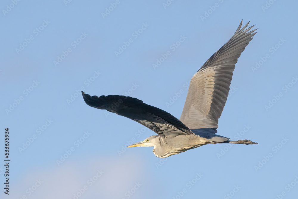 Obraz premium Grey heron