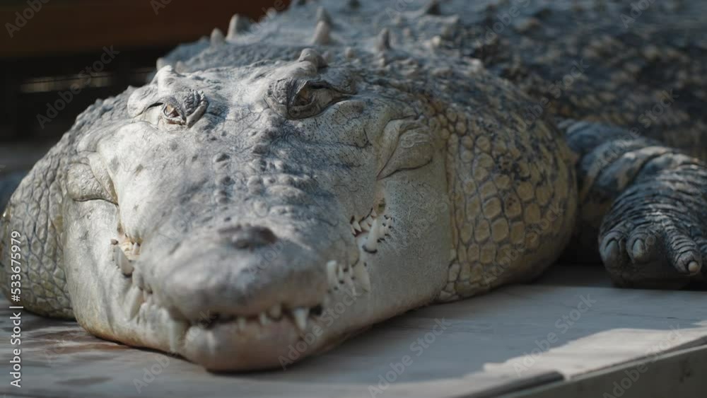 A huge and fat crocodile lies motionless and basks in the sun close-up. A huge and fat crocodile lies motionless and basks in the sun close-up.