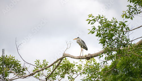 Grey heron perch on a tree, natural habitat shot. gloomy clouds in the background.