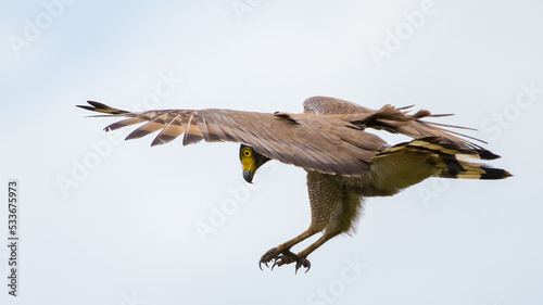 Crested serpent eagle landing  the moment before the catch photo. Legs and sharp pointy claws together. Looking under the left wing.