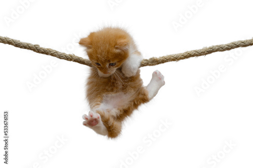 Ginger kitten hung on a rope on a white background.