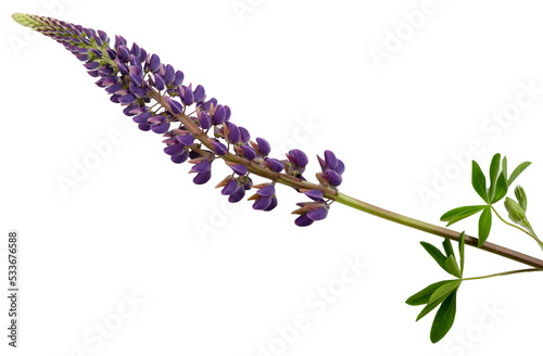 Purple lupine isolated. Summer field wild flower. Leaves. Stem and branch of lupine.