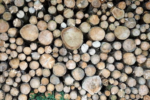 Holzstapel nach Baumfällarbeiten im Herbst bei Sonnenschein am Gut Menkhausen in Oerlinghausen bei Bielefeld am Hermannsweg im Teutoburger Wald in Ostwestfalen-Lippe photo