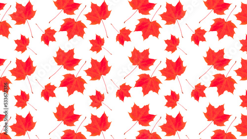 Pattern of autumn red maple leaves on a white background.