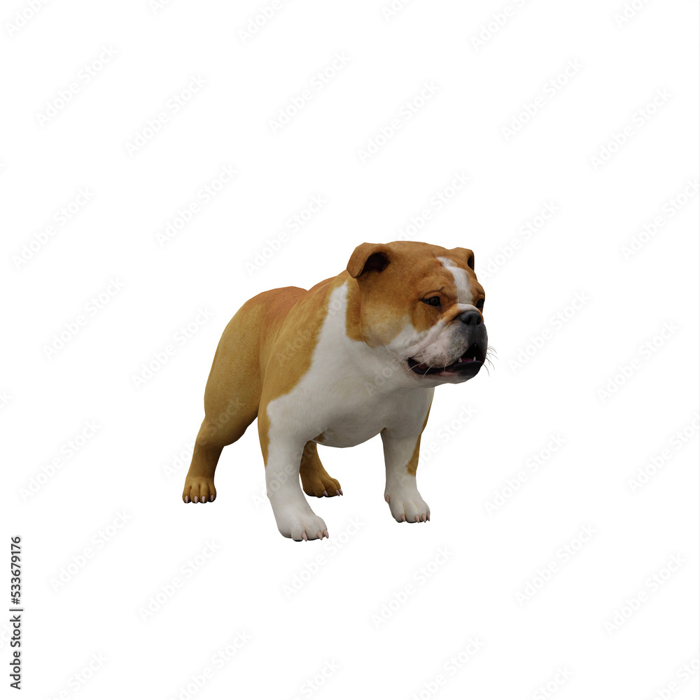 Obraz premium Bull Dog