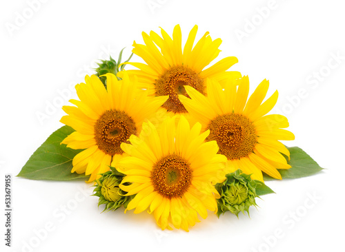 Fototapeta Naklejka Na Ścianę i Meble -  Group of yellow bright beautiful sunflower flowers.