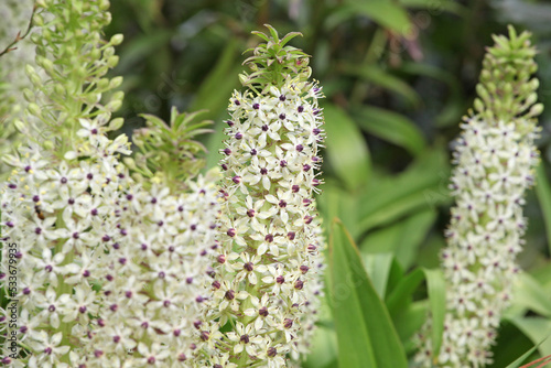 Eucomis pallidiflora, pineapple lily in flower. photo