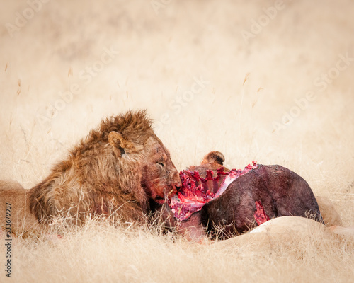 Male Lion eating kill in Ngorogoro Crater, Tanzania 