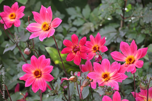 Pink Dahlia' Twyning's Revel' in flower.