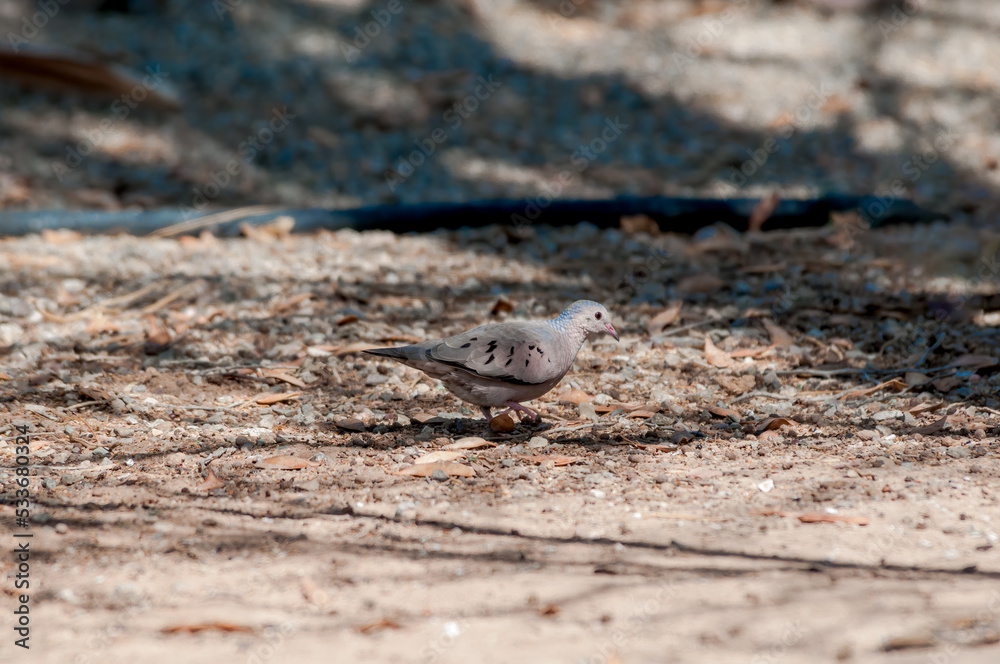 Common Ground-Dove (Columbina passerina) in Salton Sea area, Imperial Valley, California, USA