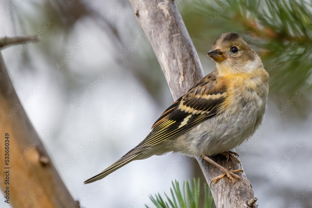 Fototapeta premium Brambling