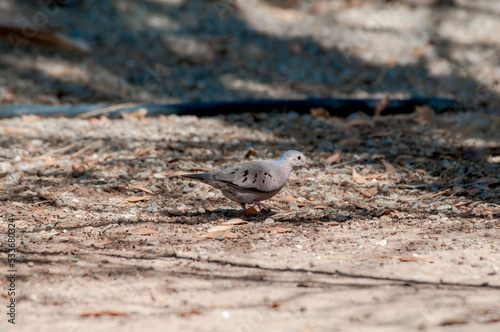 Common Ground-Dove (Columbina passerina) in Salton Sea area, Imperial Valley, California, USA
