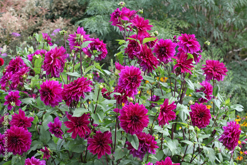 Bild auf Leinwand Dahlia 'Thomas Edison' in flower.