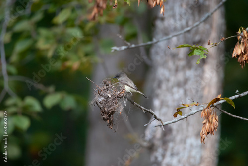 Eastern Phoebe in a tree perch