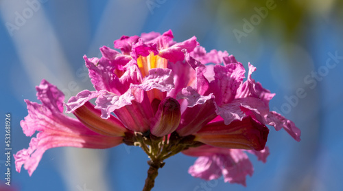 Photo of the pink ipê flower. photo