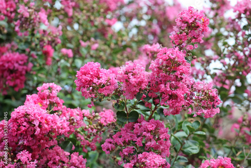 Lagerstroemia indica  the crape myrtle in flower.