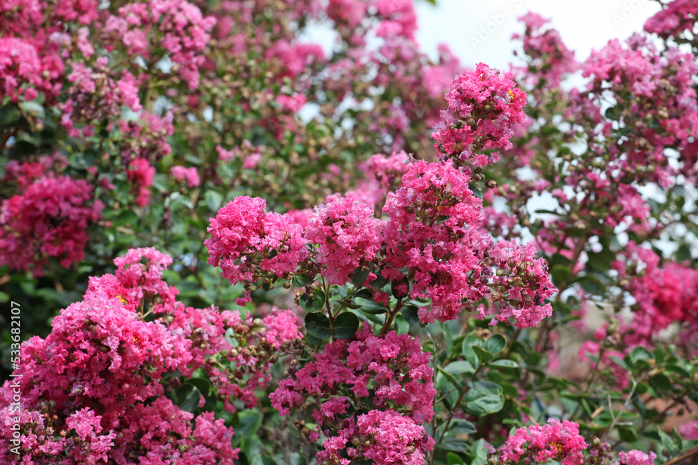 Lagerstroemia indica, the crape myrtle in flower. Lagerstroemia indica, the crape myrtle in flower.