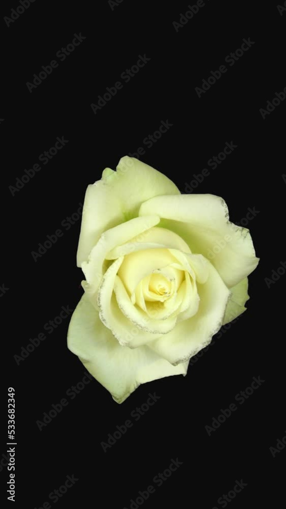 Time lapse of opening white rose flower with ALPHA transparency channel isolated on black background, vertical orientation Time lapse of opening white rose flower with ALPHA transparency channel isolated on black background, vertical orientation